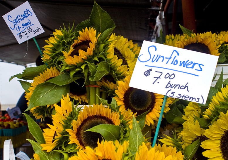 sunflowers 7$ bunch